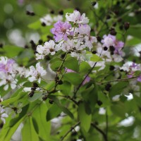 Lagerstroemia subcostata Koehne